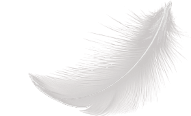 Plume premier plan