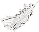 Plume premier plan
